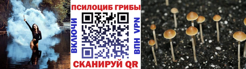 где купить наркотик  Сунжа  Галлюциногенные грибы Cubensis 